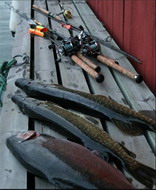 рыбалка в финляндии на спининг. рыболовный тур в финляндию  ловля спиннинг и «троллинг» у береговой линии моря 